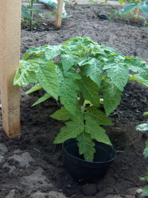 k_Shimmeig_Albino_070602_1.jpg