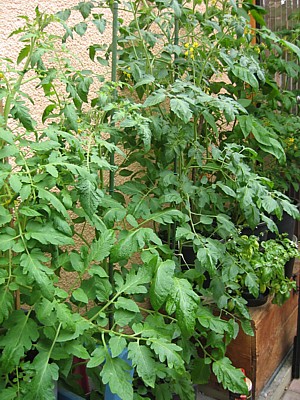 Tomaten_im_Eimer.JPG