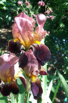 Iris unbekannt.jpg