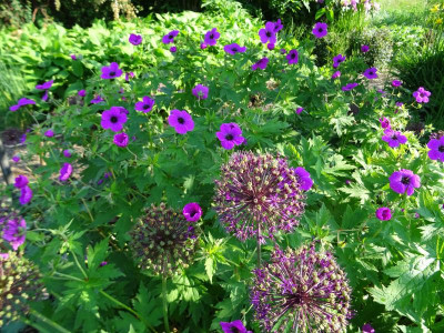 Geranium psilostemon Mai 2019.JPG