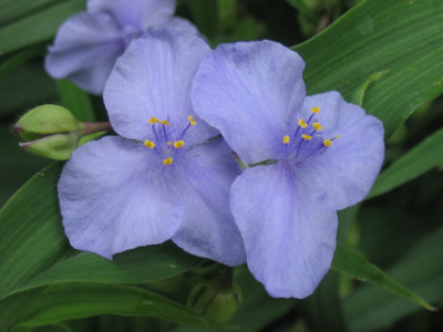 dreimasterblume.jpg