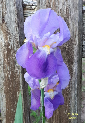 Bartiris pallida 2019 05a.jpg