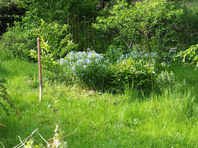 oben fertig mit Amsonia P5240024.JPG