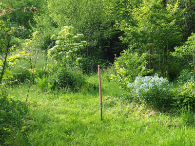 oben fertig mit Cornus China Girl P5240025.JPG