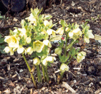 Helleborus4.jpg