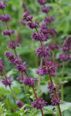Salvia-verticillata-Purple-.jpg