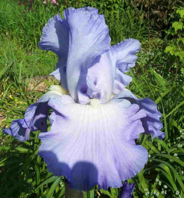 100_7804 Sämling blauer Riese.jpg