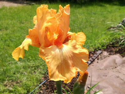 I_Orange_Harvest_20190523_122556a.jpg
