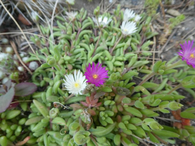 P1050145.JPG