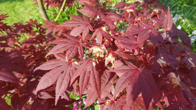 Acer1.jpg