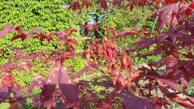 acer2.jpg