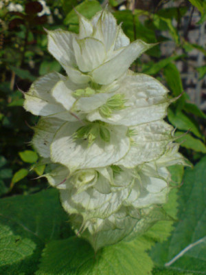 muskateller_salbei_white_vatican_2.JPG