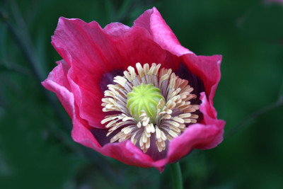 Papaver-somniferum-1.jpg