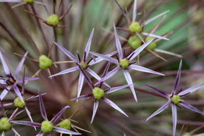 Allium-christophii-1.jpg