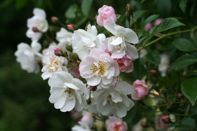 Brenda-Colvin-1.jpg