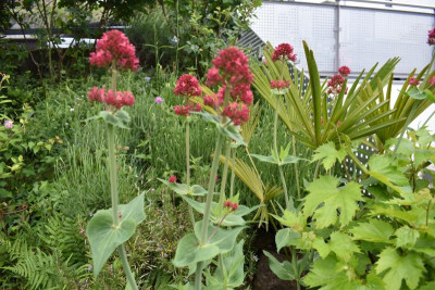 blüten mai 19 006.JPG