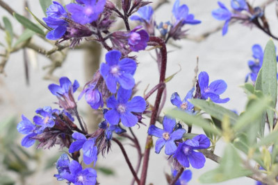 blüten mai 19 024.JPG