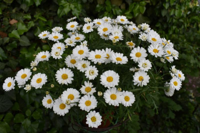 blüten mai 19 014.JPG