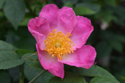 blüten mai 19 011.JPG