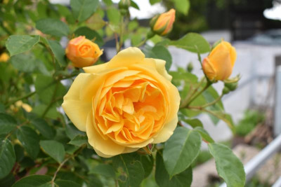 blüten mai 19 021.JPG