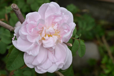 blüten mai 19 010.JPG