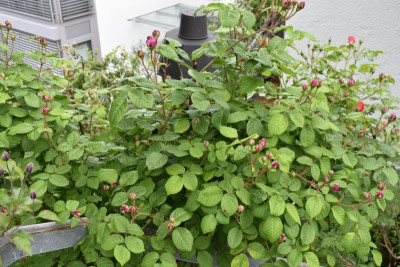 blüten mai 19 013.JPG