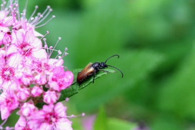 Kafer-in-Spiraea.jpg