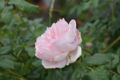 blüten mai 19 017.JPG