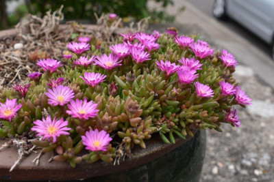 blüten mai 19 015.JPG