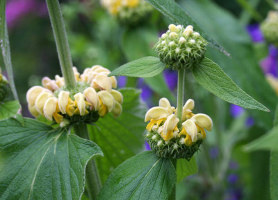 Phlomis-Versuch-3a.jpg