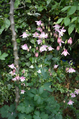 blüten mai 19 003.JPG