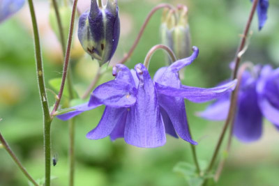 blüten mai 19 030.JPG