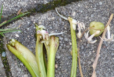 Hyacinthenvermehrung 2019.jpg