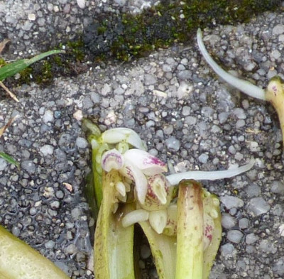 hyacinthenvermehrung2019vg.jpg