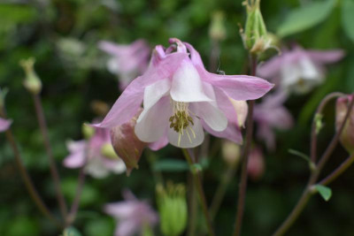 blüten mai 19 034.JPG