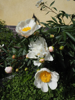 Whitleyi Major 25.5.19 ue.JPG