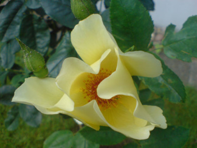 golden_wings_op_stam_bluete_3_WU.JPG