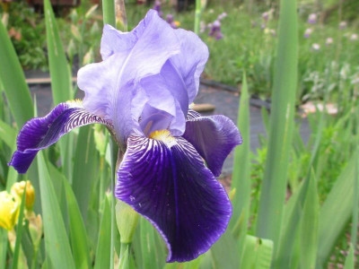 I_Rheintraube_Susanne_blau_IMG_5978.JPG