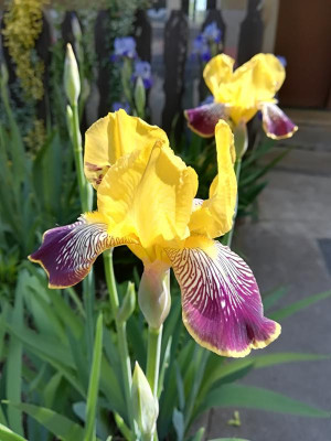 IMG_20190524_112603.jpg