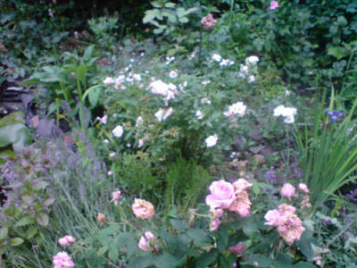 wilder_garten3.JPG