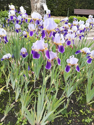 IMG_20190525_110322.jpg