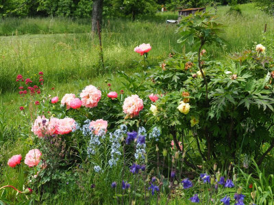 Paeonia Pink Hawaiian Coral P5240007.JPG