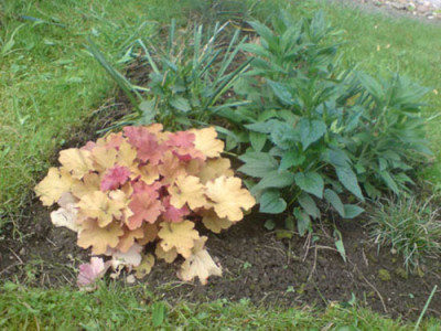 heuchera_caramell_mit_rudbekias_und_grasern_WU.JPG