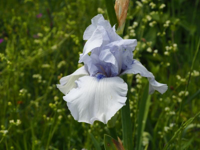 Iris Song of Norway P5240001.JPG