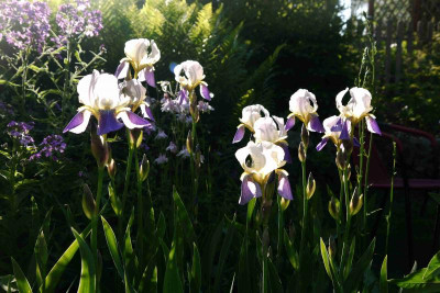 Iris.jpg