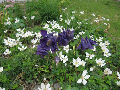 IMG_6205_Vorgarten_25Mai2019_.jpg