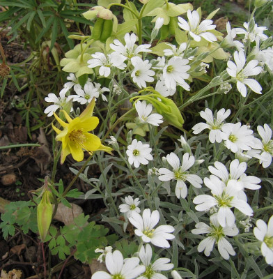 IMG_6208_Aquilegia_chrysantha_25Mai2019_.jpg