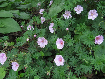 IMG_6217_Geranium_25Mai2019_.jpg