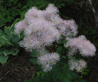 IMG_6222_Thalictrum_25Mai2019_.jpg