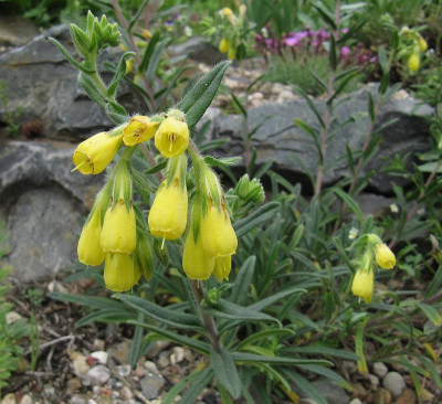IMG_6229_Onosma_bourgaei_25Mai2019_.jpg